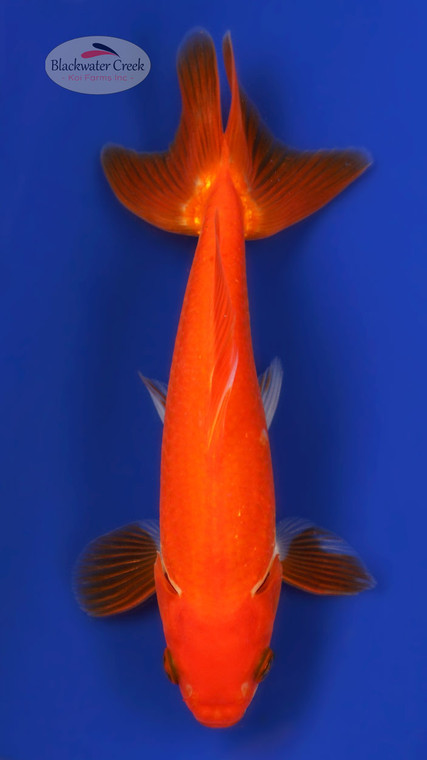 Wakin 5-6 inches [YY25-T86-5]