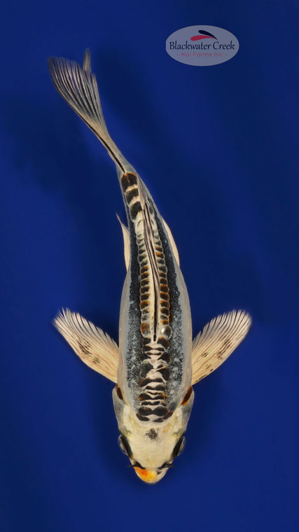 Kikokuryu 9 inches [ESH9-101325-6]