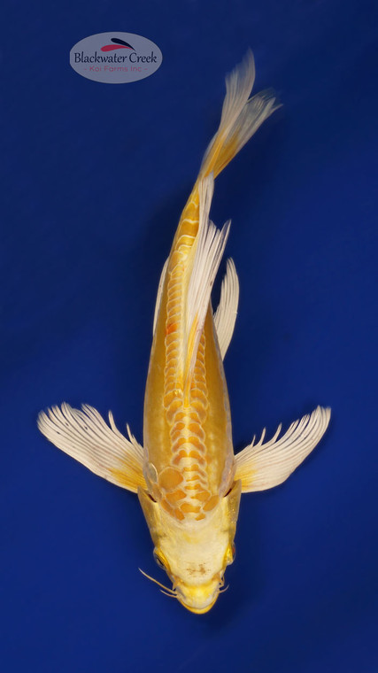 Doitsu Yamabuki 9 inches [ESH9-101325-7] - Blackwater Creek Koi Farms