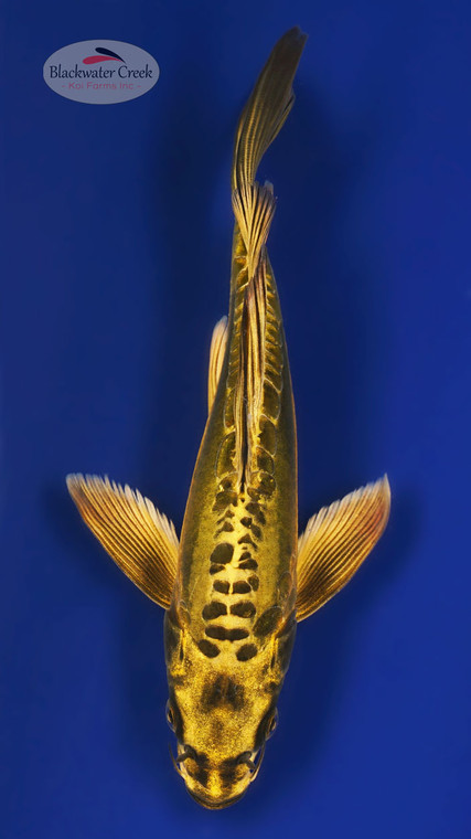 Kin Kikokuryu 9 inches [ESH14-101325-5]