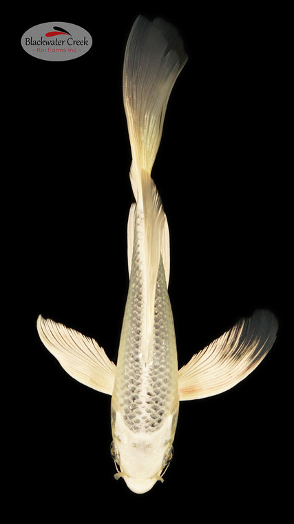 Gin Matsuba 4-5 inches [B25-T8-4]