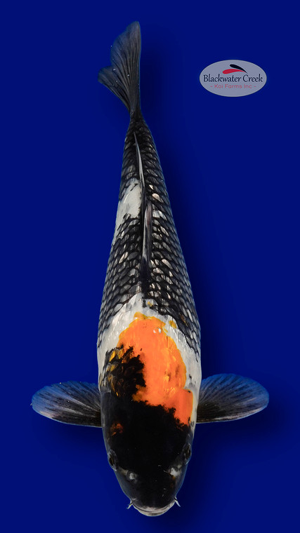 Gin Rin Showa 14 Inches [EA1-11525-8]