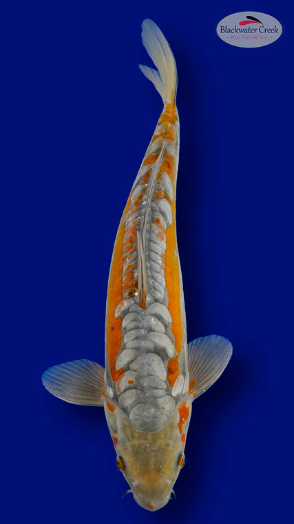 Doitsu Ochiba 15 inches [EA3-11525-14]