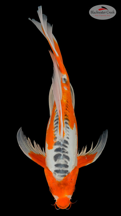 Shusui 15 inches [EA6-11525-20]