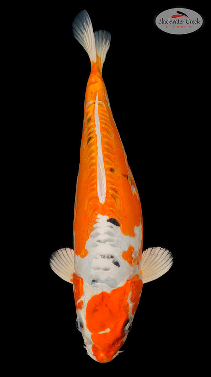 Heisei Nishiki 14 inches [EA6-11525-21]