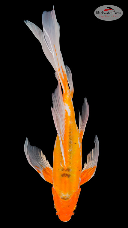 Shusui 15 inches [EA9-11525-30]