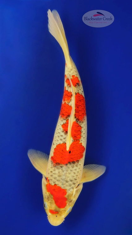 *SEE HOW FISH CHANGED* Goshiki 15 inches [EA9-11525-32]