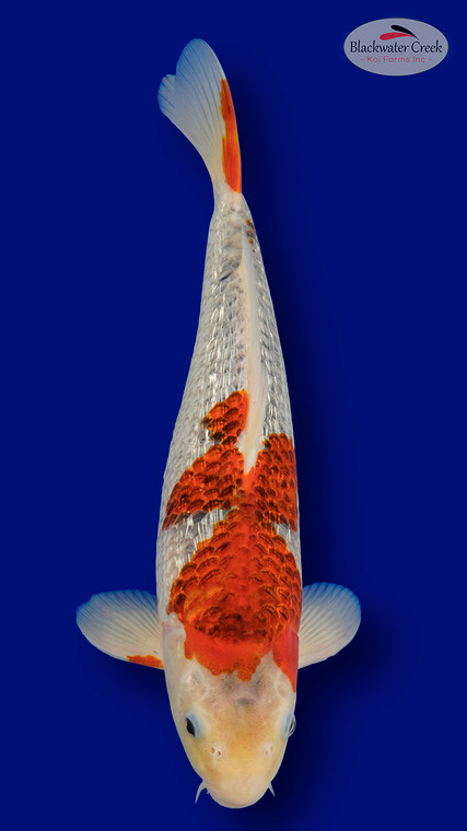 Gin Rin Goshiki 16 inches [EA9-11525-35]