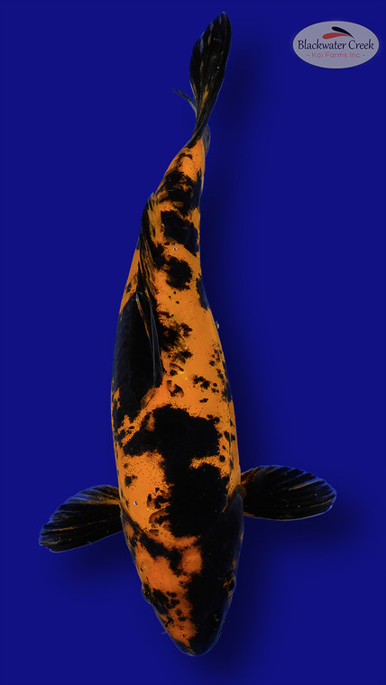 Doitsu Hi Utsuri 14 inches [EB7-11525-60]