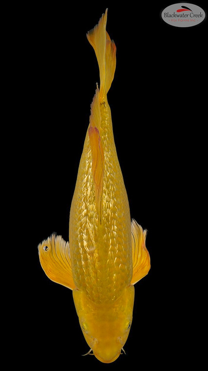 Gold Dust Chagoi 17 inches [EC3-11525-87]