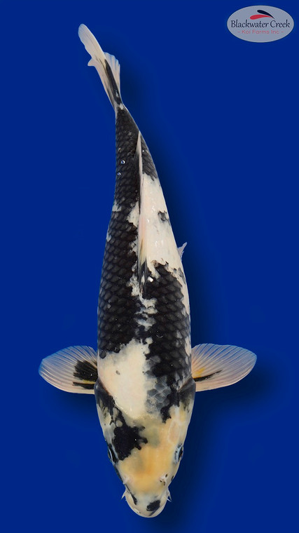 Shiro Utsuri 18 inches [EC5-11525-92]