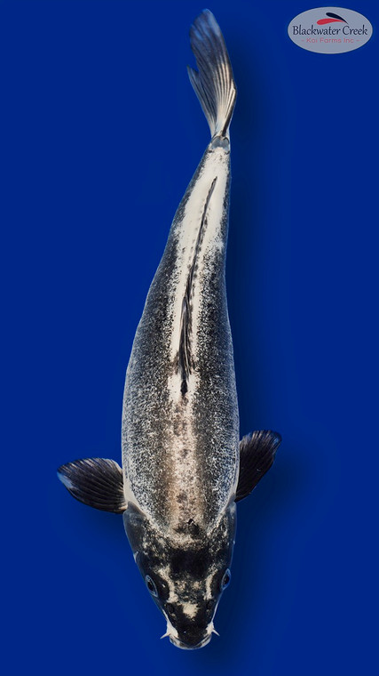 Kikokuryu 15 inches [EC8-11525-94]