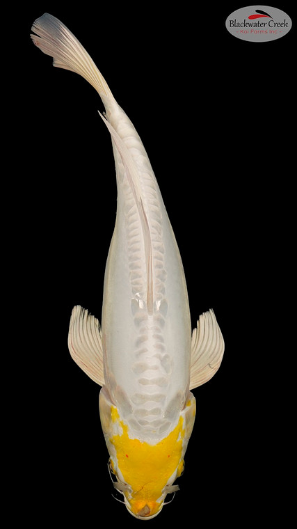 Hariwake 14 inches [EC11-11525-111]