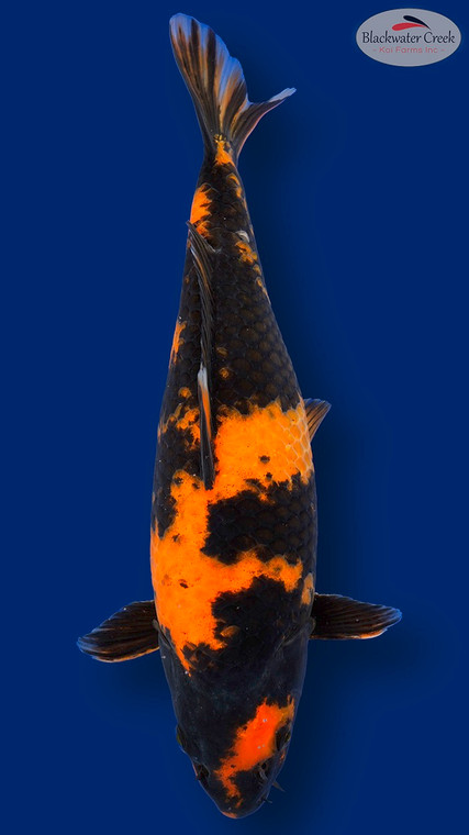 Hi Utsuri 13 inches [EC11-11525-115]