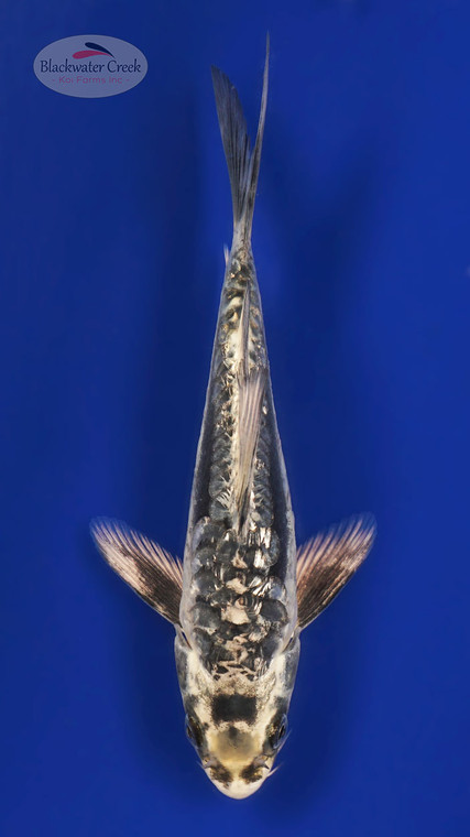 Gin Rin Kikokuryu 4-5 inches [B25-T15-9]