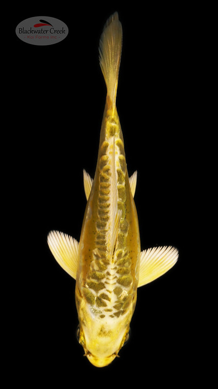 Kin Kikokuryu 3-4 inches [B25-T26-1]