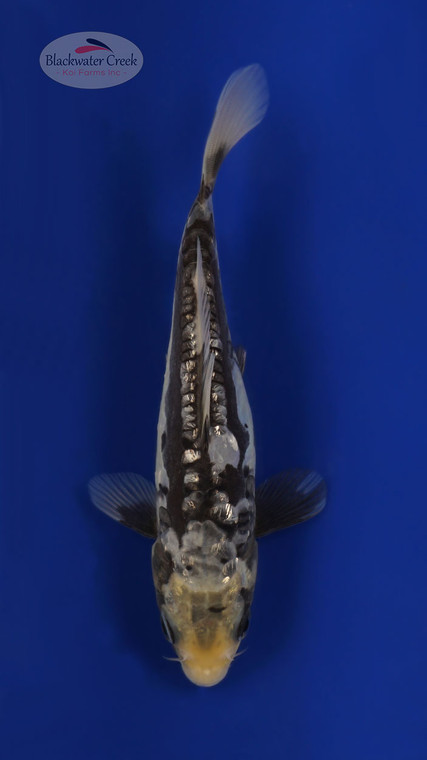 Gin Rin Kumonryu 6-7 inches [B25-T59-3]