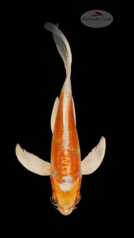 Doitsu Hariwake 6-7 inches [B25-T59-4]