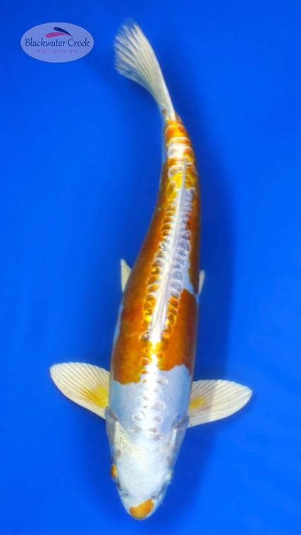 Stunning Doitsu Hariwake 16 inches [ES2-12425-1]