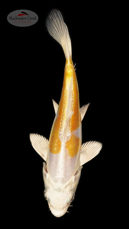 Doitsu Hariwake 4-5 inches [B25-T60-4]