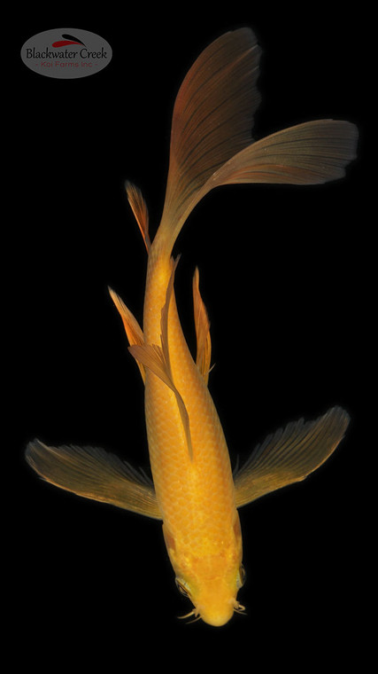 Chagoi 6-7 inches [B25-T60-10]