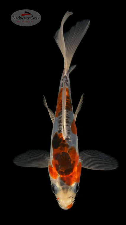 Shusui 4-5 inches [B25-T104-5]