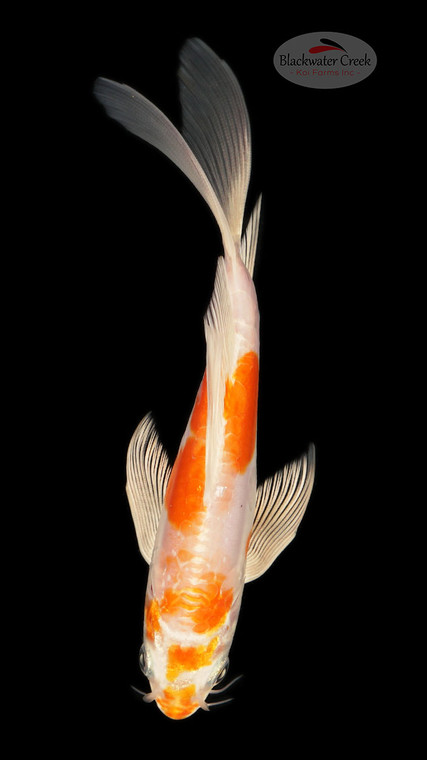 Doitsu Hariwake 4-5 inches [B25-T104-8]