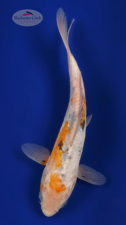 Doitsu Sanke 8 inches [ESH1-1926-7]