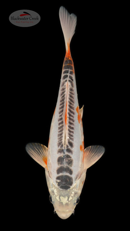 Shusui 8 inches [ESH6-1926-6]