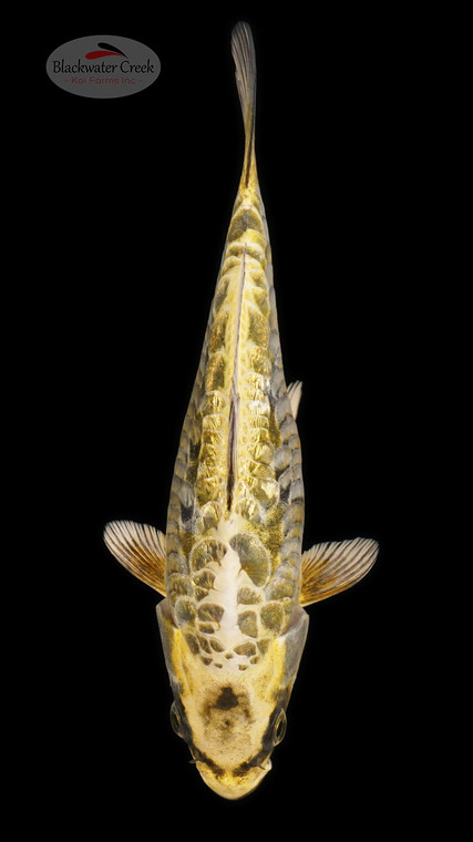 Kin Kikokuryu 7 inches [ESH8-1926-1]