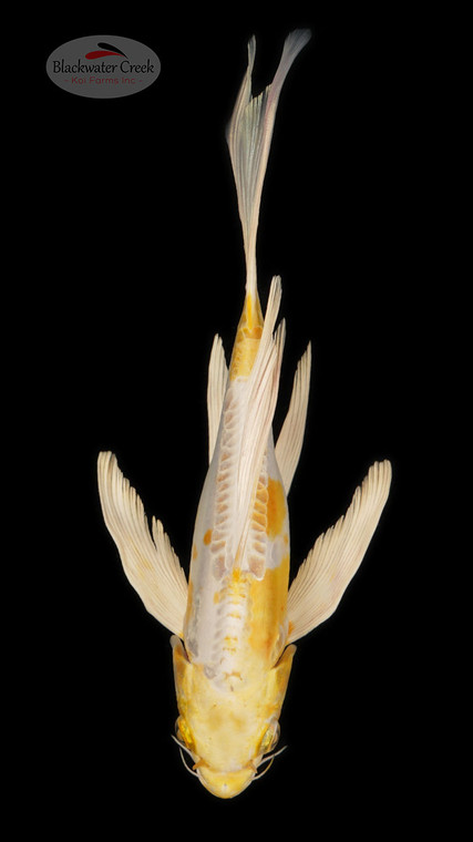 Doitsu Hariwake 8 inches [ESH8-1926-6]