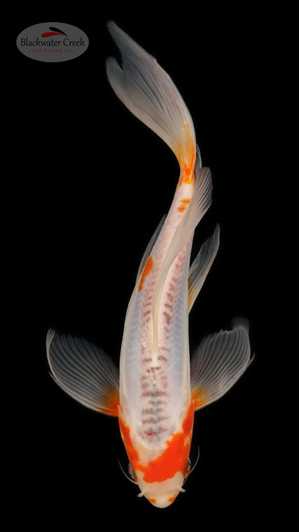 Shusui 9 inches [ESH13-1926-6]