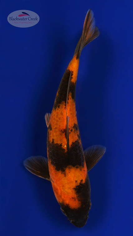 Hi Utsuri 7 inches [ESH13-1926-9]