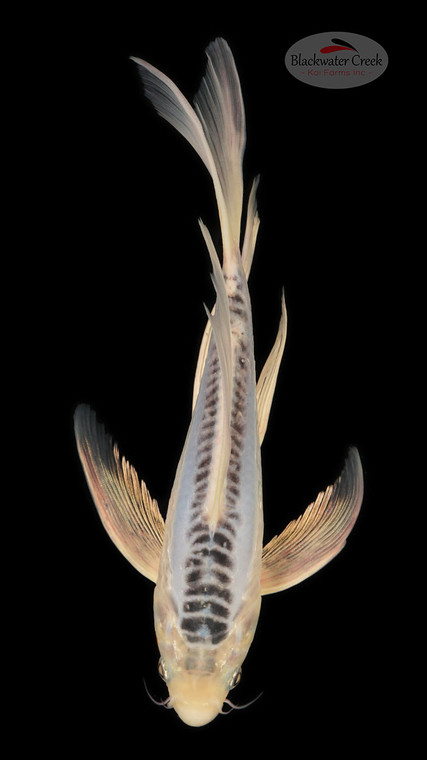 Shusui 9 inches [ESH15-1926-4]