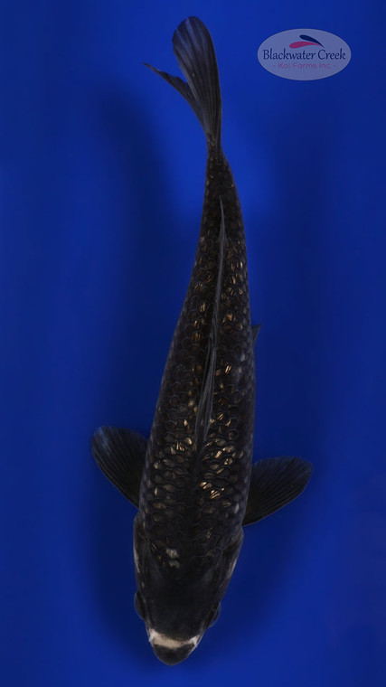 Gin Rin Matsukawabake 9 inches [ESH15-1926-6]