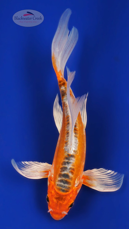 Beautiful Metallic Shusui 7 inches [ESH17-1926-2]