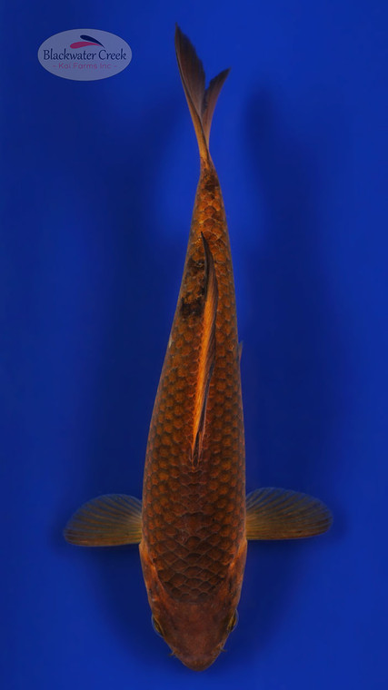 Chagoi 7 inches [ESH17-1926-3]