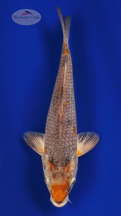 Ochiba 9 inches [ESH17-1926-4]