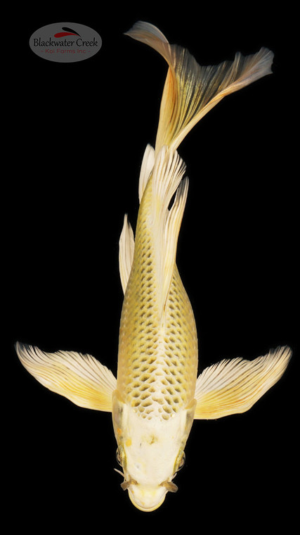 Kin Matsuba 8 inches [ESH17-1926-7]