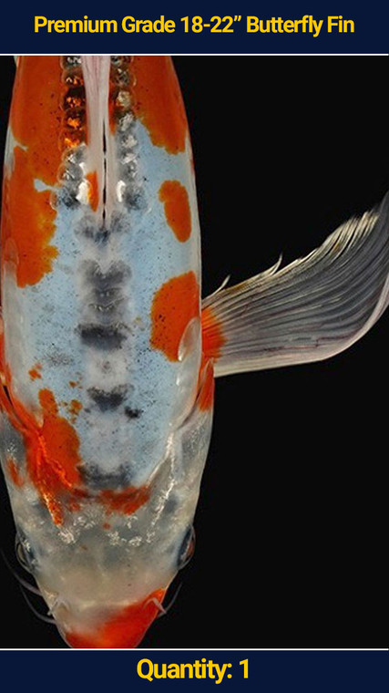 Premium 18-22" Koi Butterfly Fin 1 qty