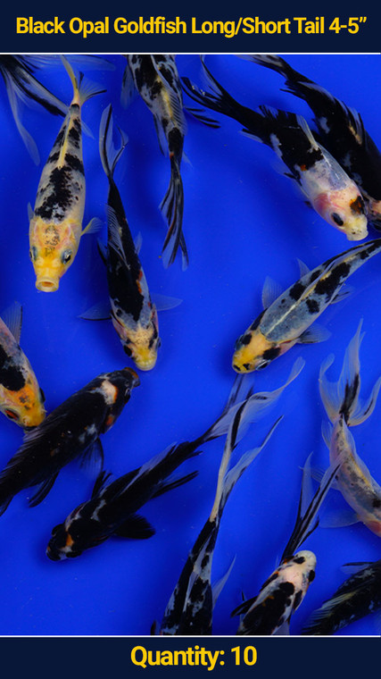 Black  Opal 4-5" 10 qty