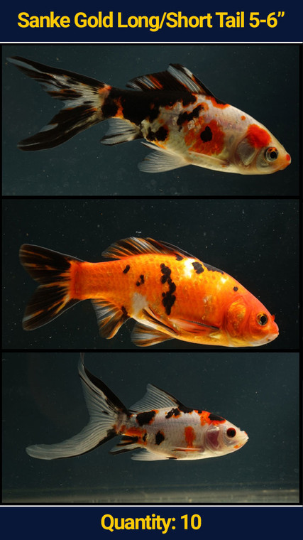 Sanke Gold 5-6" Long/Short Tail 10 qty