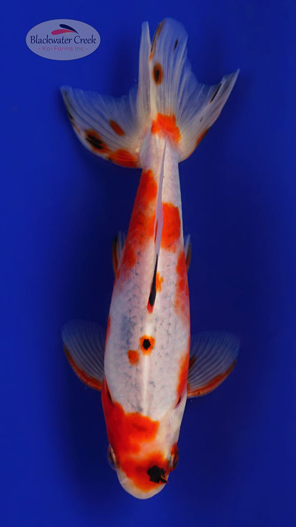 Wakin 4-5 inches [ZZ26-T17-7]