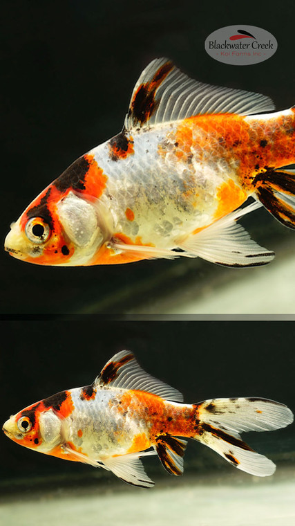 Shubunkin 4-5 inches [ZZ26-T18-2]