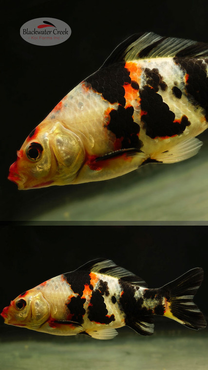 Sanke Gold 5-6 inches [ZZ26-T18-4]