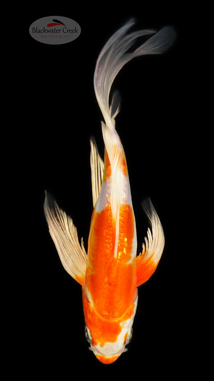 Doitsu Hariwake 4-5 inches [C26-T21-9]