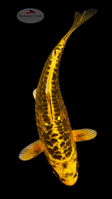 Kikokuryu 7 inches [ED5-21626-3]