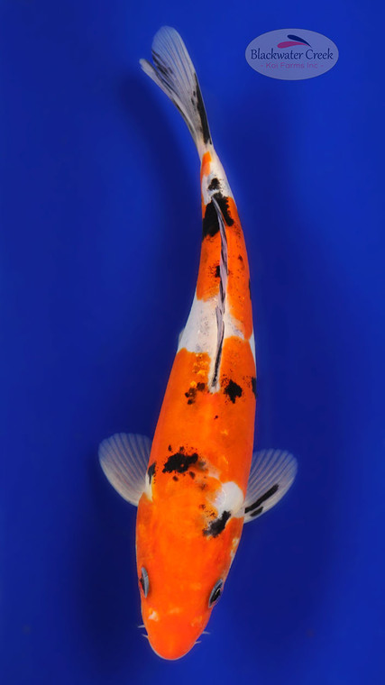 Doitsu Sanke 7 inches [ED6-21626-4]