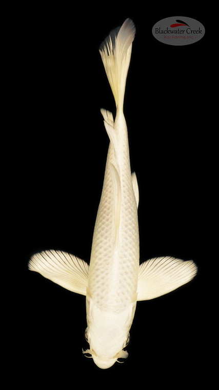 Platinum 7 inches [ED6-21626-5]