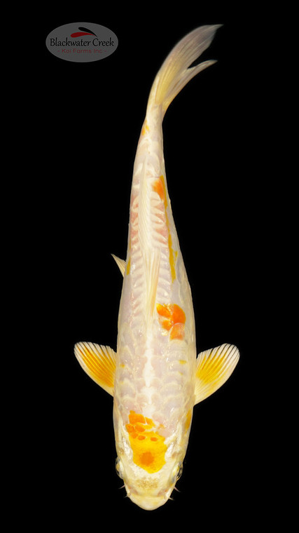 Doitsu Hariwake 8 inches [ED6-21626-10]